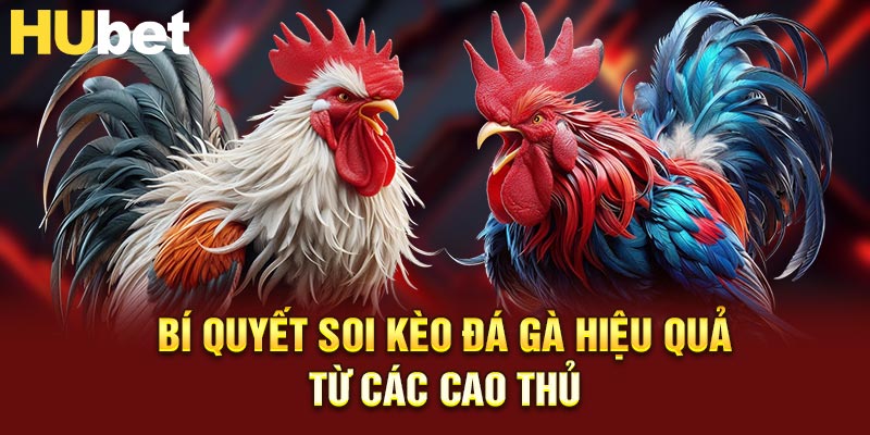 Bí quyết soi kèo đá gà hiệu quả từ các cao thủ