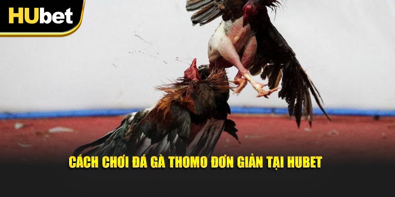 Cách chơi đá gà Thomo đơn giản tại Hubet