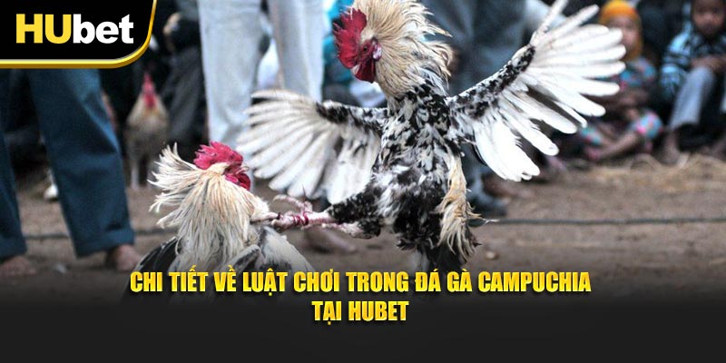 Chi tiết về luật chơi trong Đá gà Campuchia tại Hubet