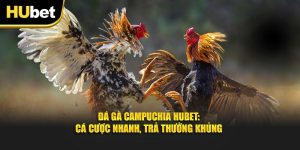 Đá Gà Campuchia: Cá Cược Nhanh, Trả Thưởng Khủng
