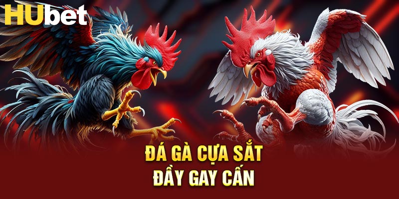 Đá gà cựa sắt đầy gay cấn
