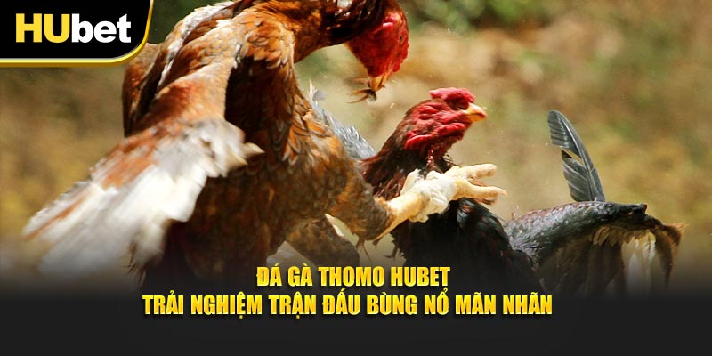 Đá Gà Thomo - Trải Nghiệm Trận Đấu Bùng Nổ Mãn Nhãn 
