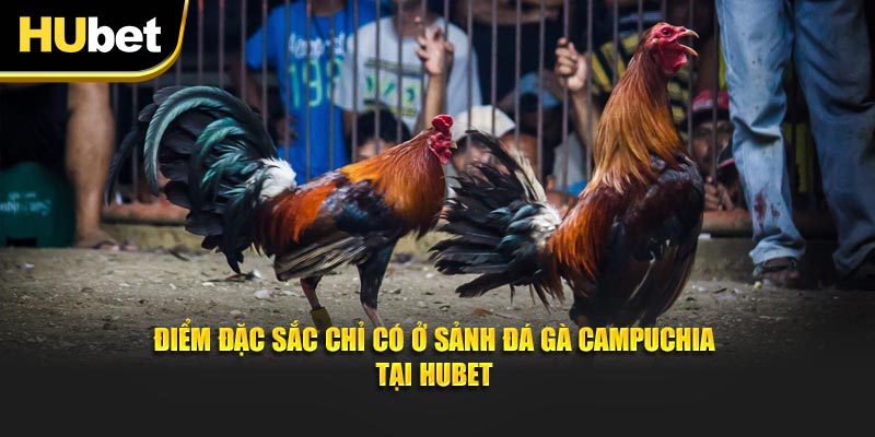 Điểm đặc sắc chỉ có ở sảnh đá gà Campuchia tại Hubet