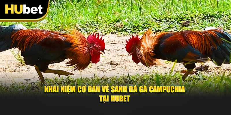 Khái niệm cơ bản về sảnh Đá gà Campuchia tại Hubet