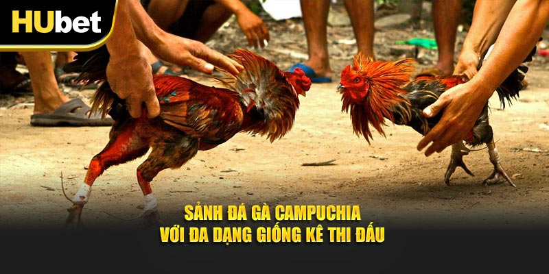 Sảnh đá gà Campuchia với đa dạng giống kê thi đấu
