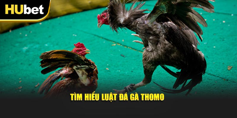 Tìm hiểu luật đá gà Thomo